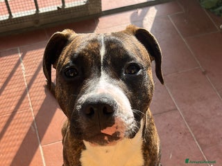 American Staffordshire cani Regalo cucciolo - Annuncio 7