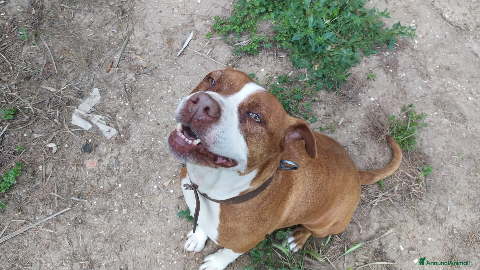 American Staffordshire cani Amstaff adulta SOLA IN ROULOTTE!SOS CASA ORISTANO  - Annuncio 2