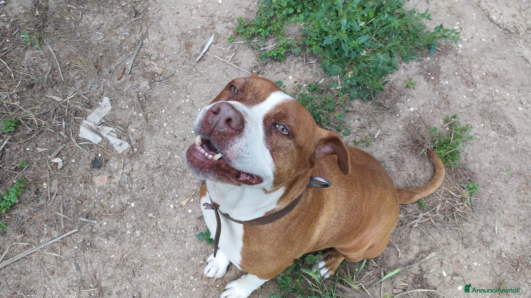 American Staffordshire cani in regalo: Amstaff adulta SOLA IN ROULOTTE!SOS CASA ORISTANO  - Annuncio 2