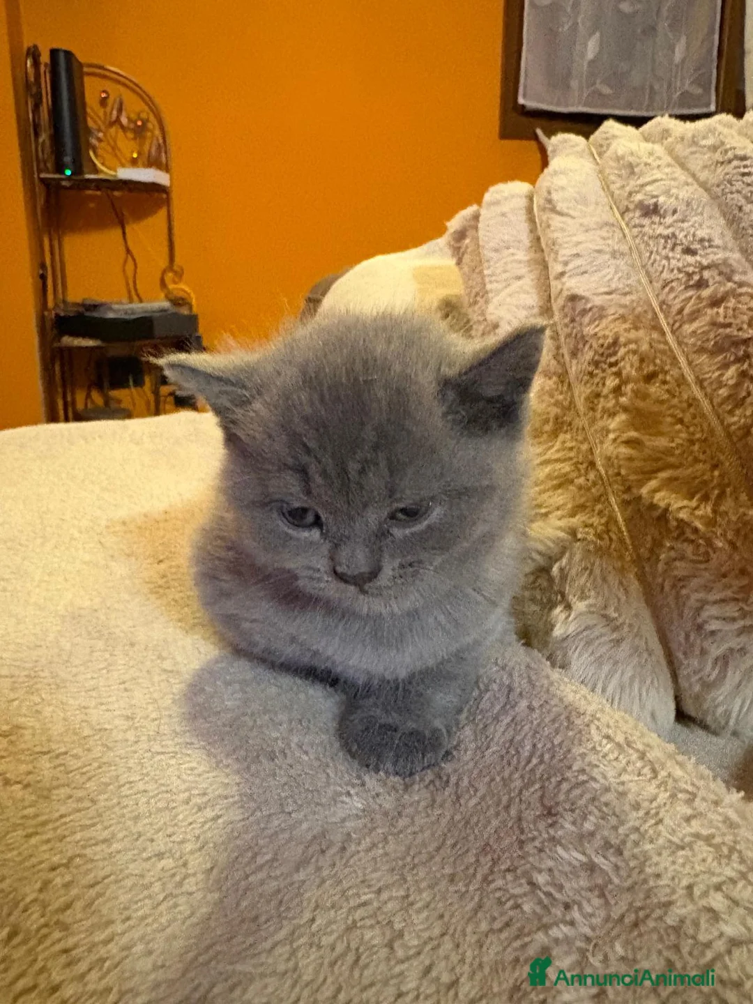 Scottish gatti in vendita: Cuccioli scottish straight - Annuncio 10