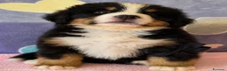 Bovaro del Bernese cani in vendita: Bovaro del Bernese Cuccioli disponibili  - Annuncio 6