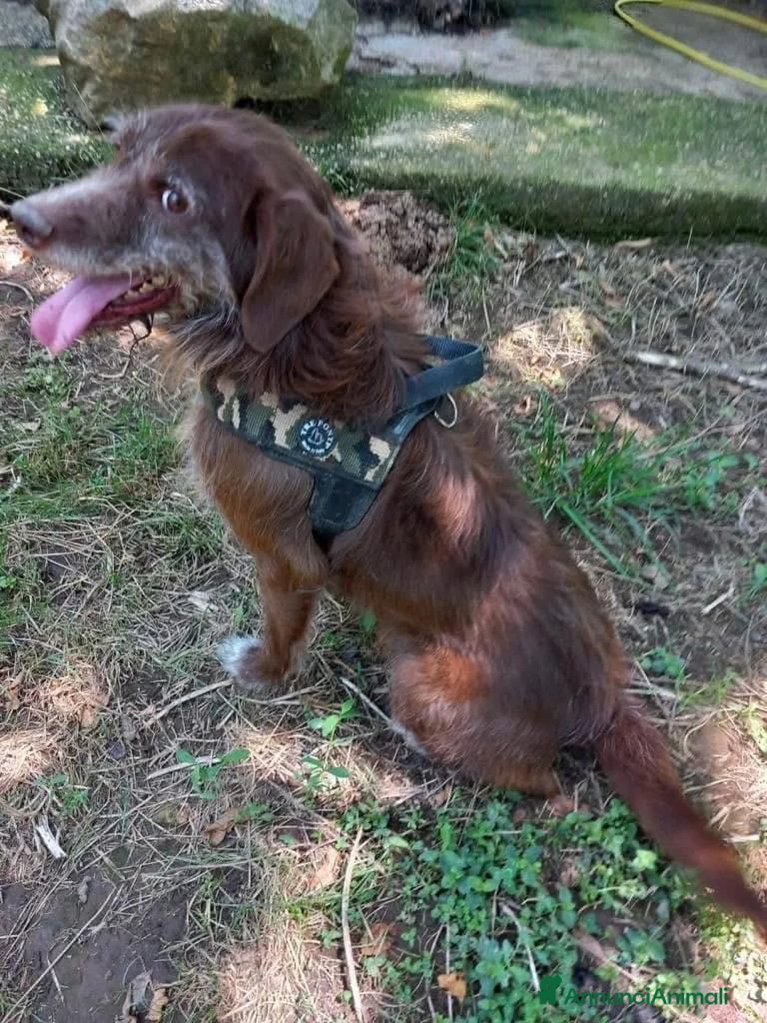 Meticcio cani in regalo: BACIO, 12 chili, dolce come un BACIO  - Annuncio 2