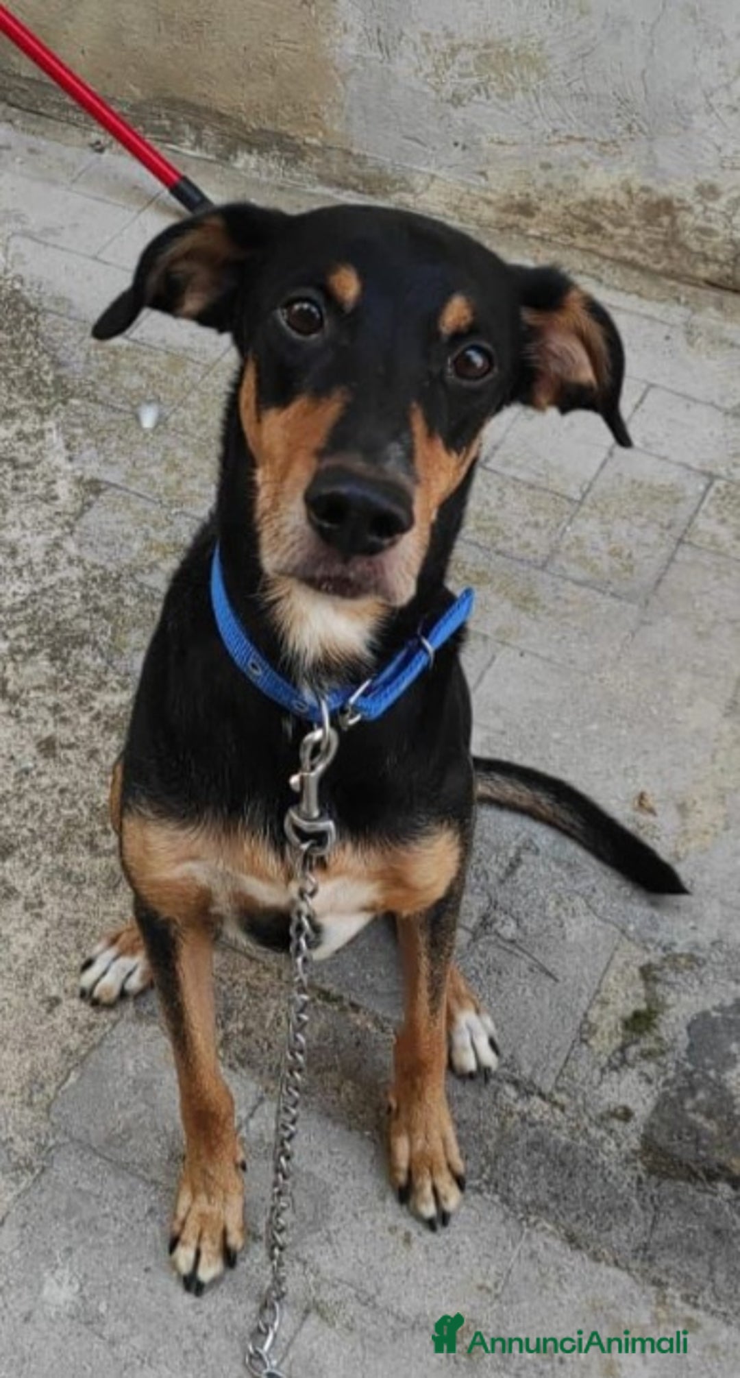 Meticcio cani in regalo: 6anni VISSUTI TUTTI IN CASA! SOS ADOZIONE.SICILIA a Città metropolitana di Milano - Annuncio 3