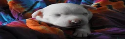 Staffordshire cani in vendita: Staffordshire bull terrier  - Annuncio 4