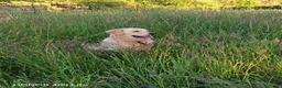 Golden Retriever cani per accoppiamento: Golden retriever inglese per accoppiamento a Provincia di Varese - Annuncio 1