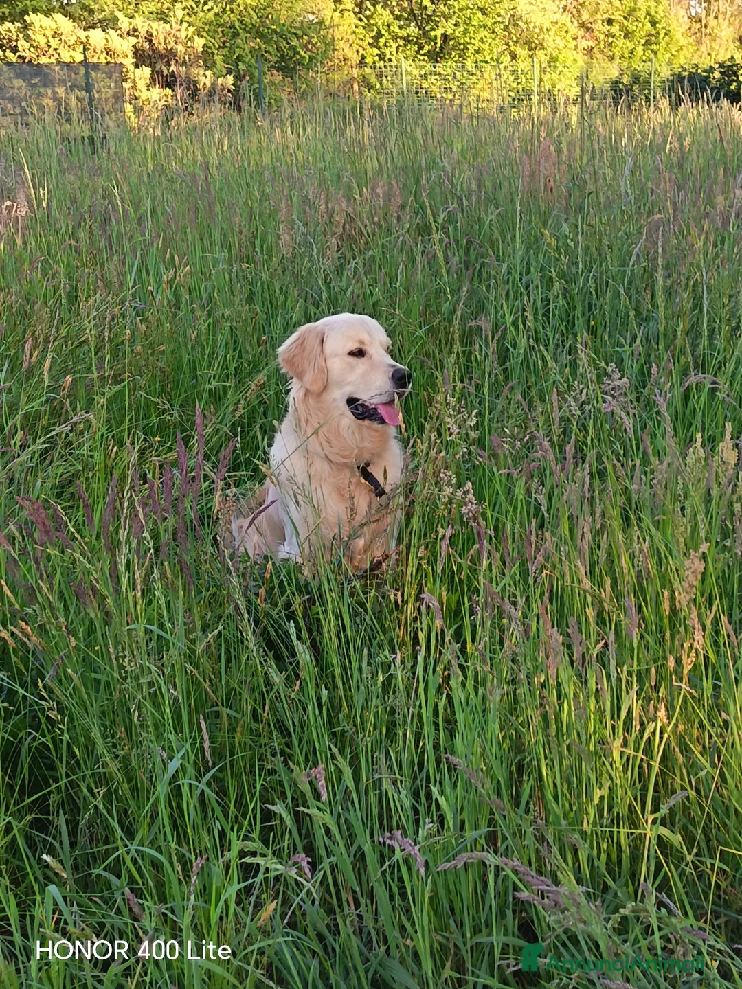 Golden Retriever cani per accoppiamento: Golden retriever inglese per accoppiamento a Provincia di Varese - Annuncio 1