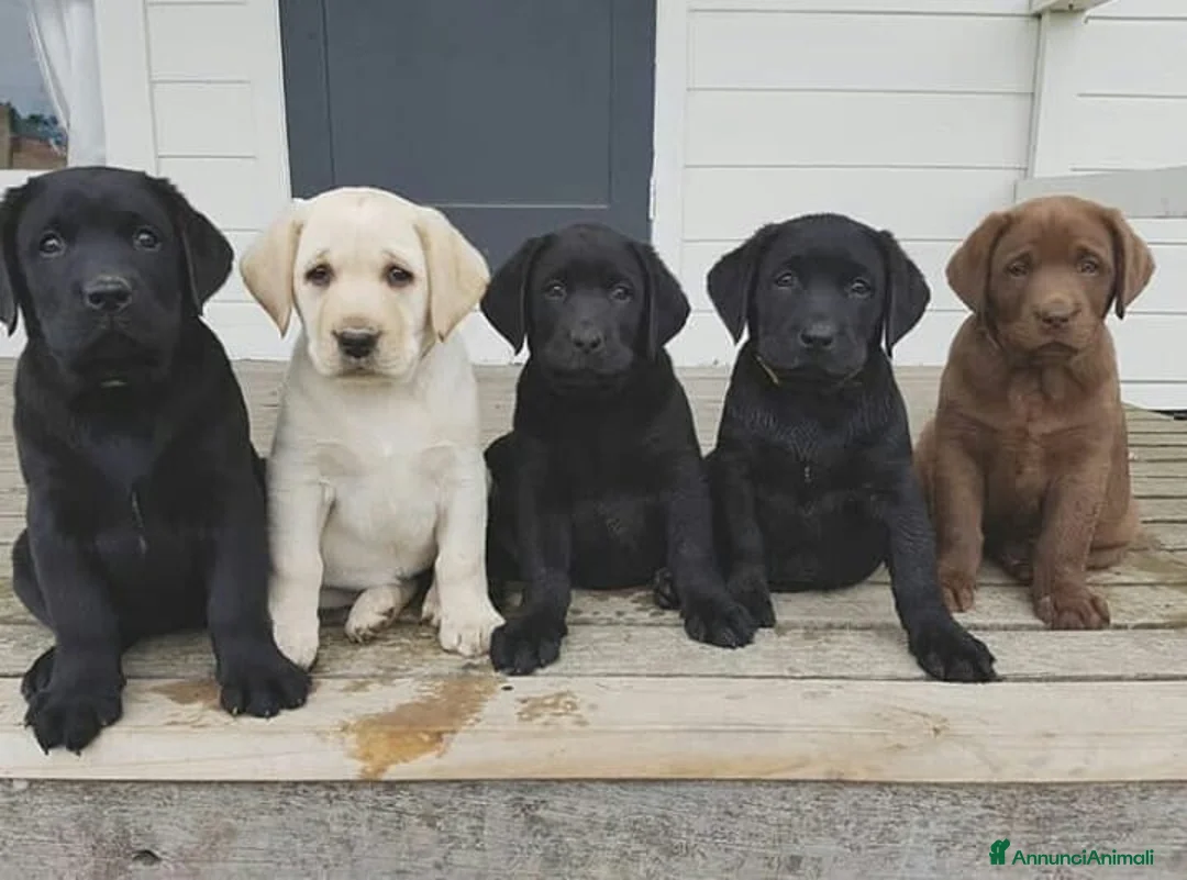 Immagine della galleria {{count}}