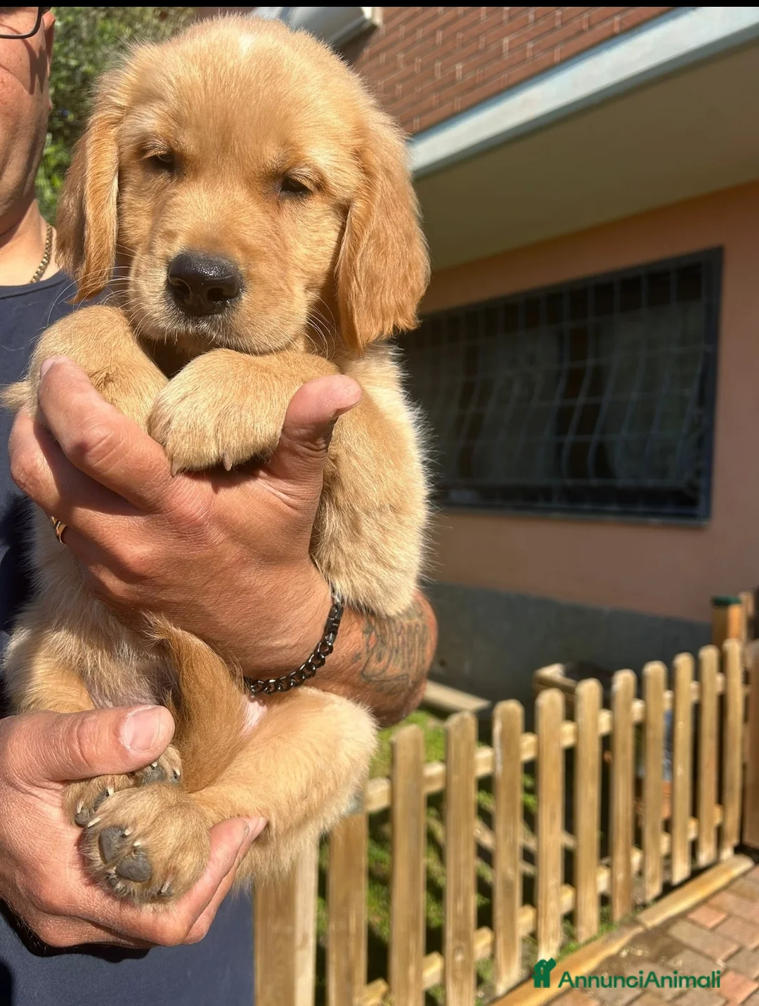 Golden Retriever cani in vendita: Cuccioli golden retriever  - Annuncio 1