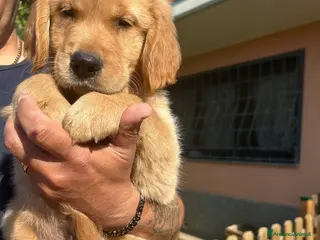 Golden Retriever cani Cuccioli golden retriever - Annuncio 2