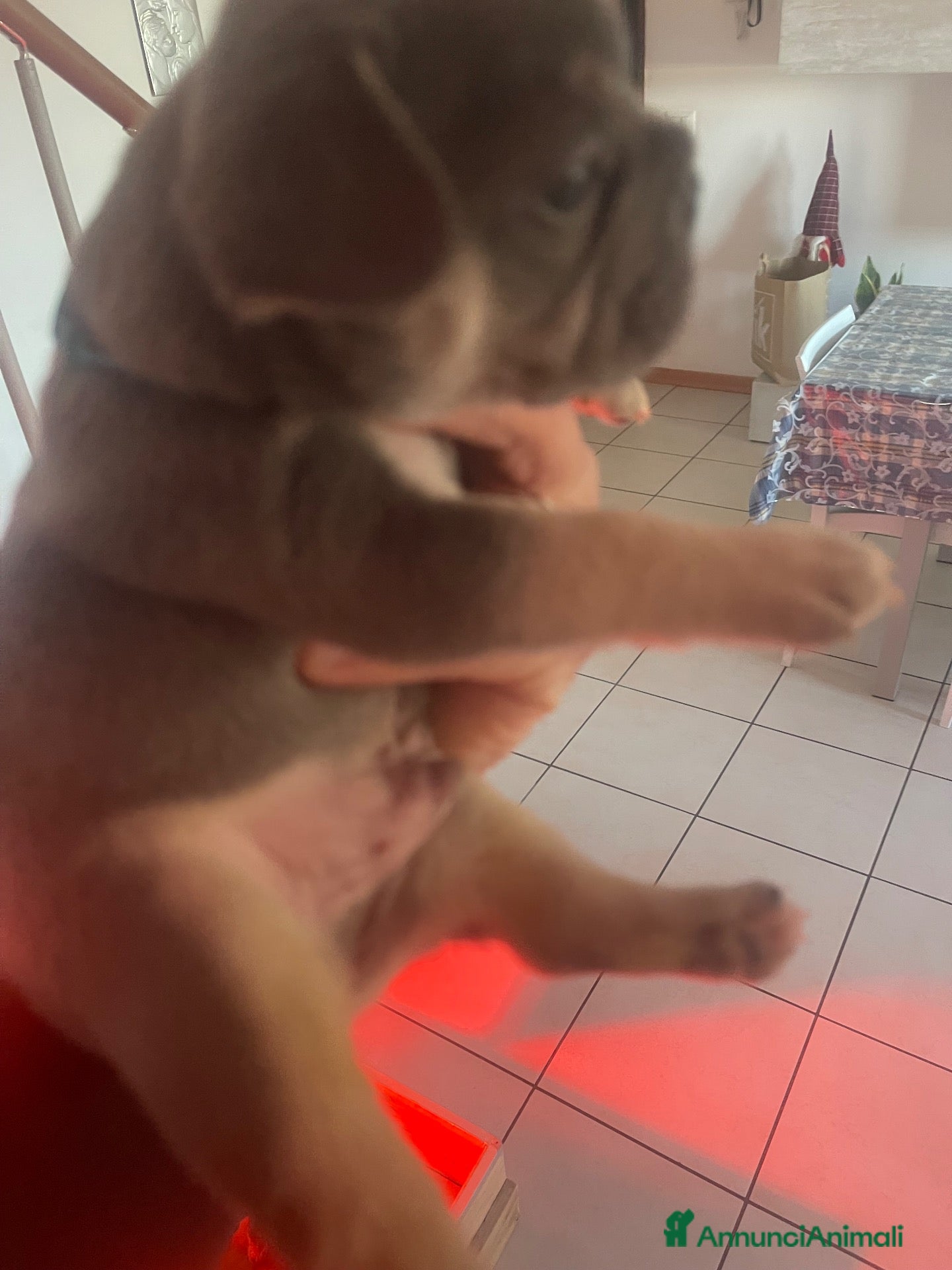 Bulldog Francese cani in vendita: Bulldog francese maschio  - Annuncio 1