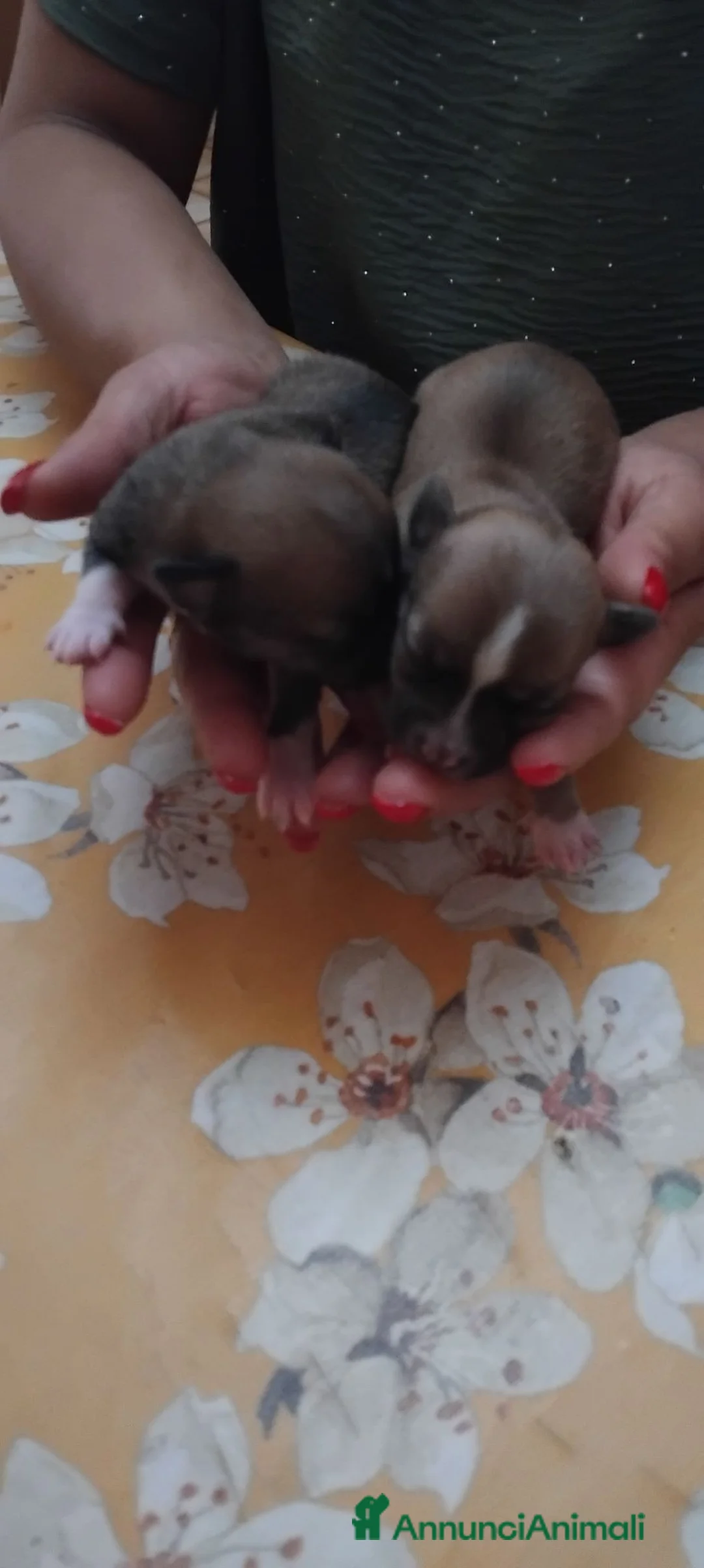 Chihuahua cani in vendita: Chihuahua  - Annuncio 6
