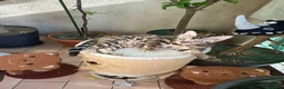 Bengala gatti in vendita: la meraviglia di Selected Breed  - Annuncio 9