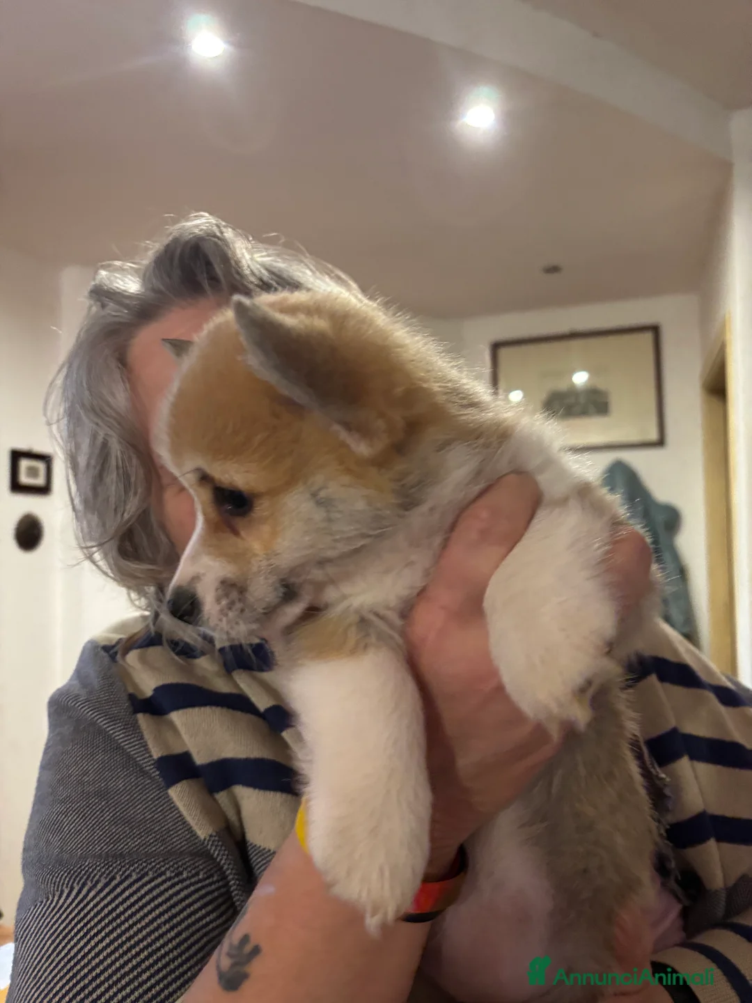 Corgi Pembroke cani in vendita: Corgi Pembroke a Provincia di Siena - Annuncio 2