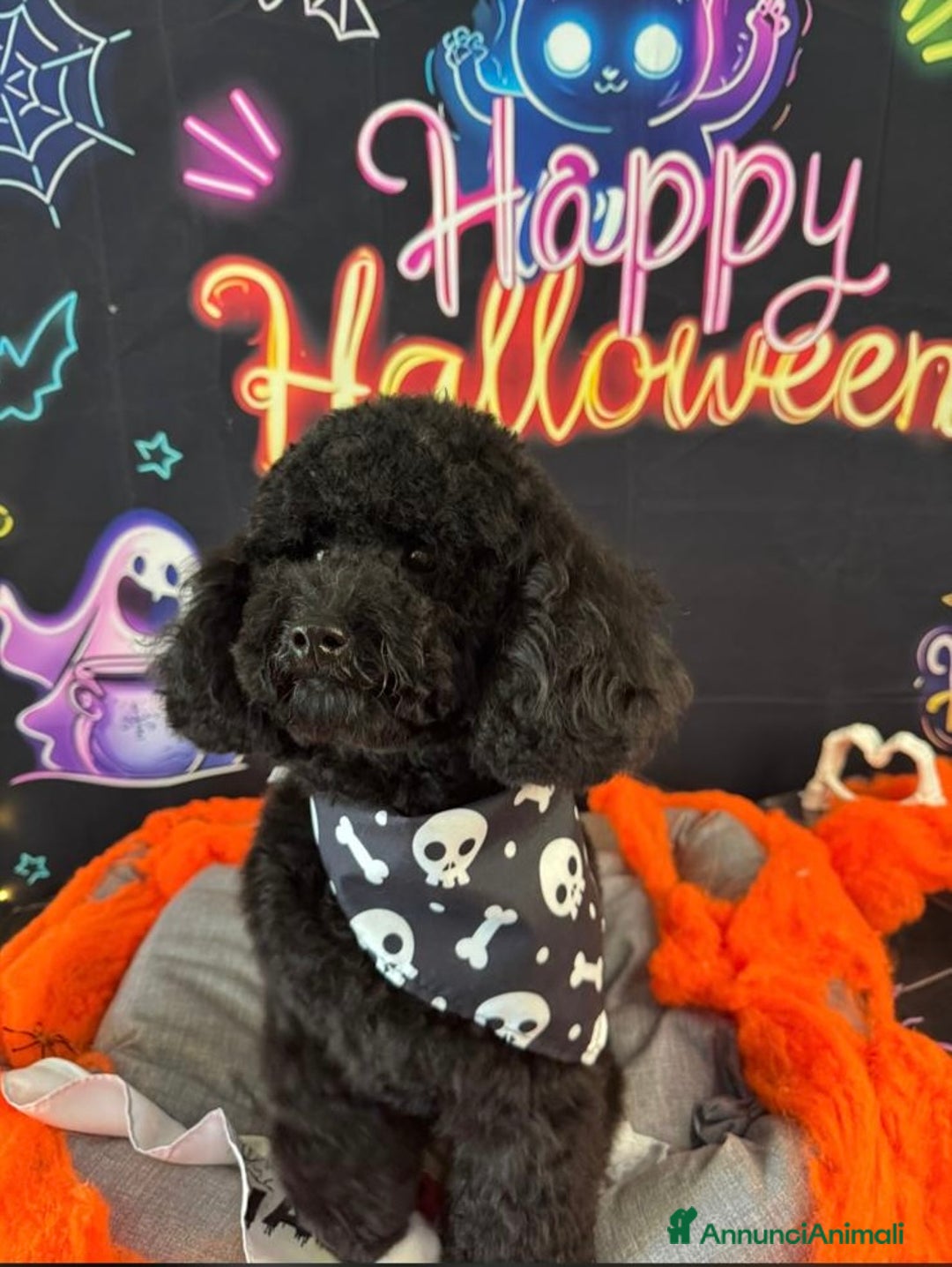 Barboncino cani per accoppiamento: Barboncino nano cerca fidanzata  - Annuncio 2