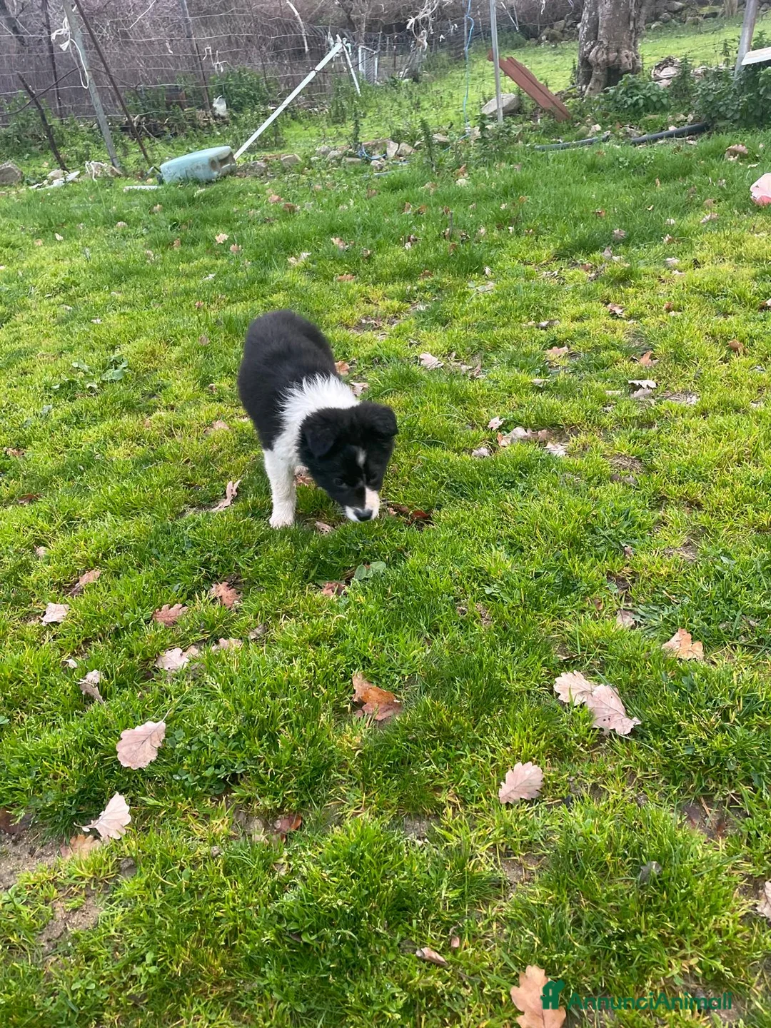 Border Collie cani in vendita: Border collie - Annuncio 3