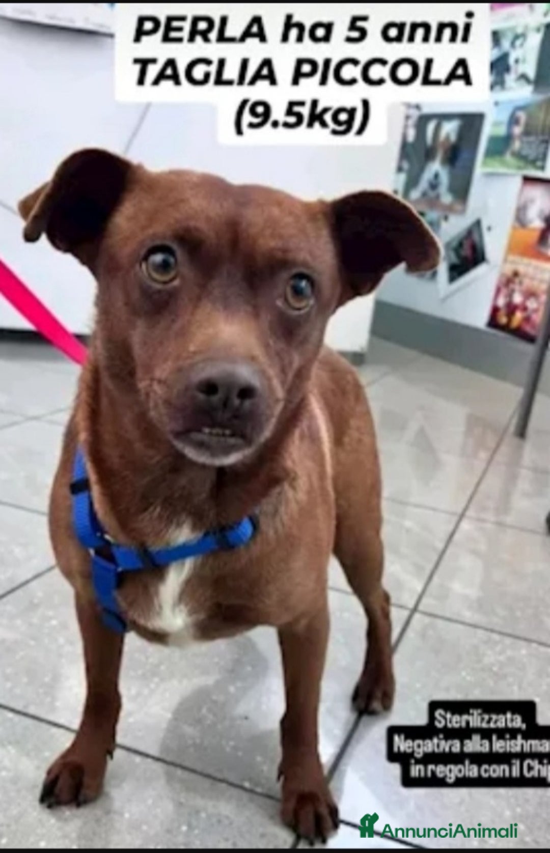 Meticcio cani in regalo: Perla 5anni kg9.5 ok gatti  SOS SICILIA  a Città metropolitana di Milano - Annuncio 1