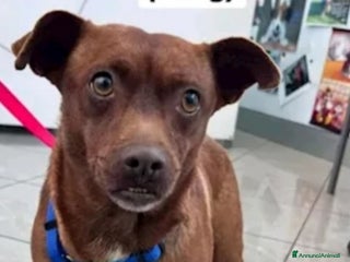 Meticcio cani Perla 5anni kg9.5 ok gatti SOS SICILIA a Città metropolitana di Milano - Annuncio 16