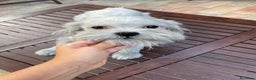 Maltese cani in vendita: MALTESE MASCHIO TOY - rimborso spese - Annuncio 1