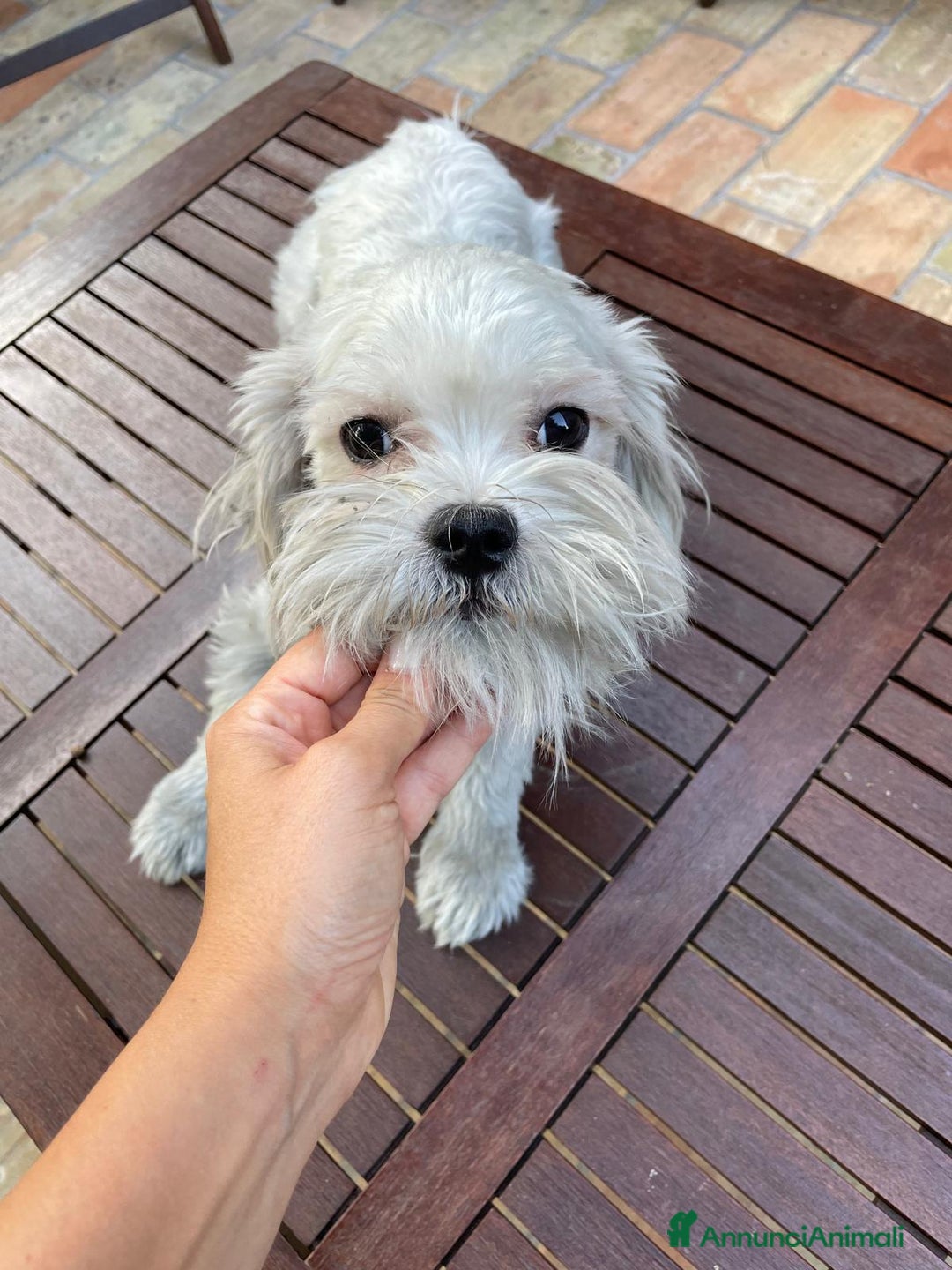 Maltese cani in vendita: MALTESE MASCHIO TOY - rimborso spese - Annuncio 1