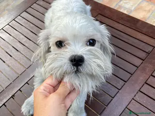 Maltese cani MALTESE MASCHIO TOY - rimborso spese - Annuncio 8