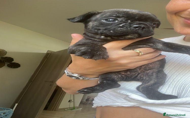 Bulldog Francese cani a Provincia di Pavia - Annuncio 6