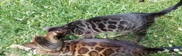 Bengala gatti in vendita: Cucciolo di gatto Bengala  - Annuncio 3