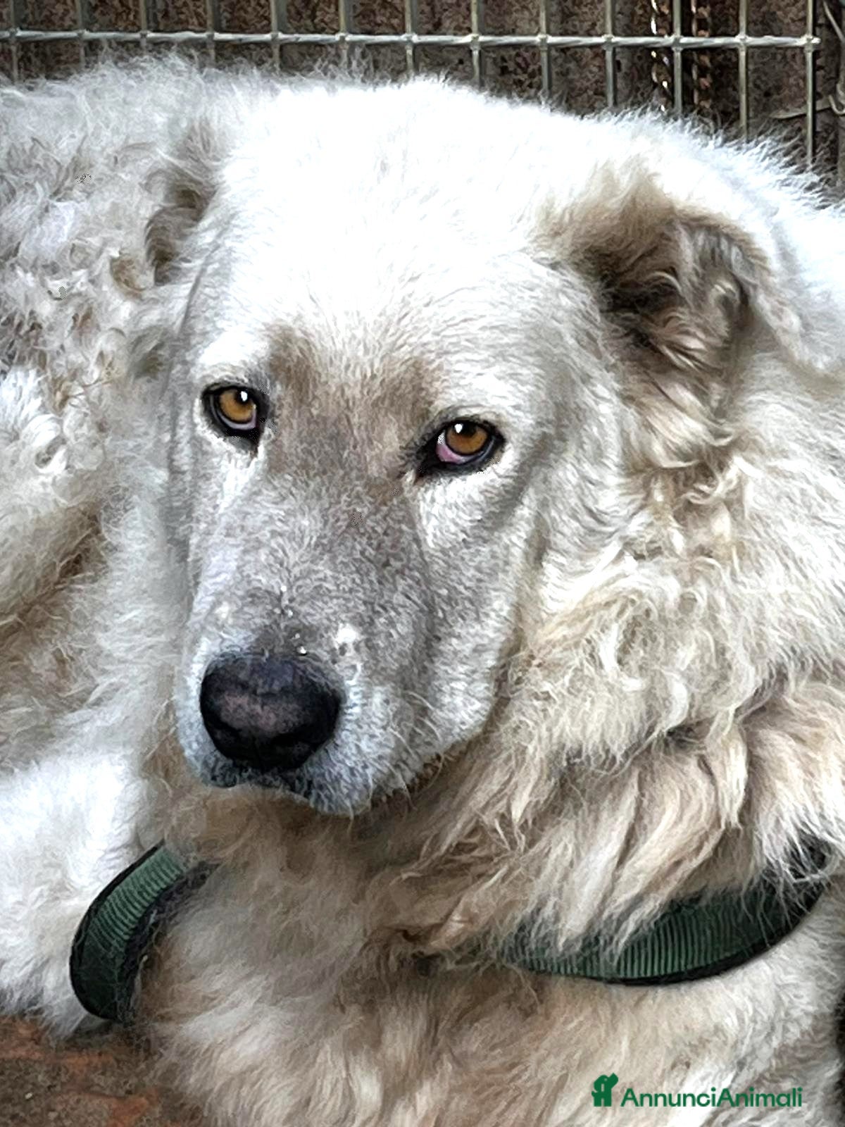 Pastore Maremmano cani ZACK giovane PMA unico! - Annuncio 10