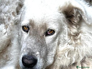 Pastore Maremmano cani ZACK giovane PMA unico! - Annuncio 3