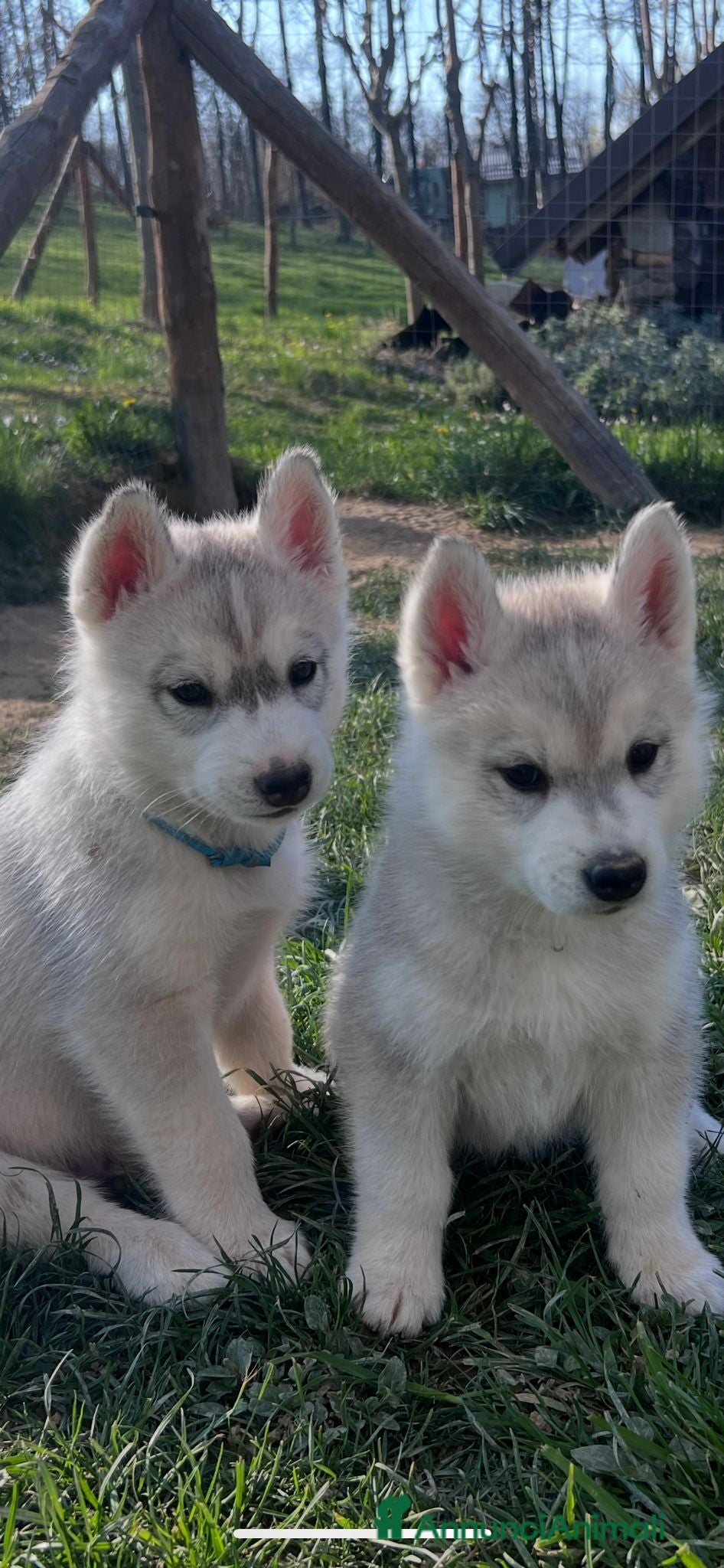 Husky cani Cuccioli di Siberian Husky disponibili a Provincia di Cuneo - Annuncio 7