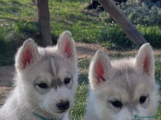 Husky cani Cuccioli di Siberian Husky disponibili a Provincia di Cuneo - Annuncio 4