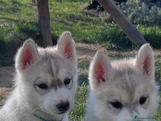 Husky cani Cuccioli di Siberian Husky disponibili a Provincia di Cuneo - Annuncio 3