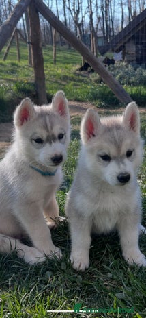 Husky cani a Provincia di Cuneo - Annuncio 2