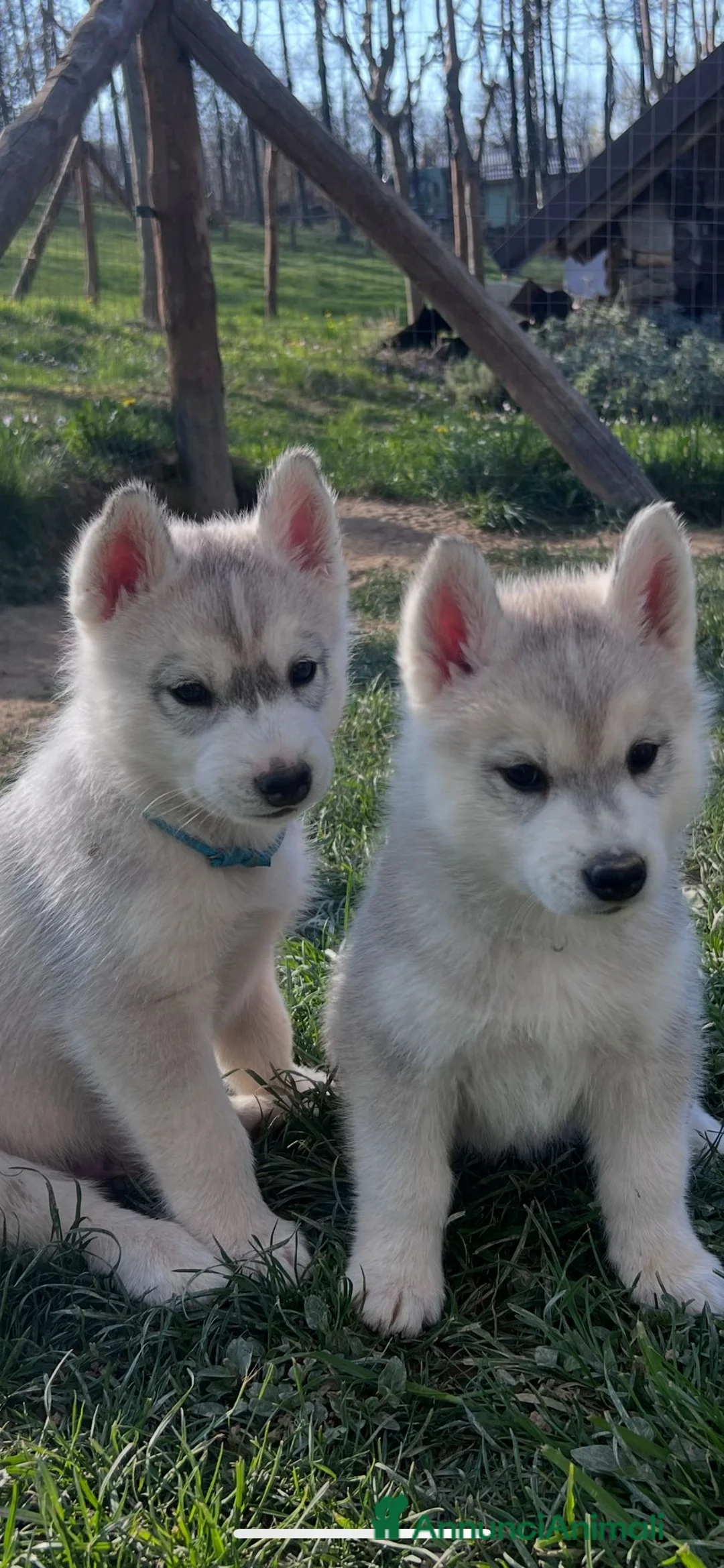 Husky cani in vendita: Cuccioli di Siberian Husky disponibili a Provincia di Cuneo - Annuncio 1