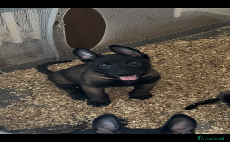Pastore Belga cani a Città metropolitana di Milano - Annuncio 2