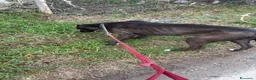 Meticcio cani in regalo: Billa - Annuncio 9
