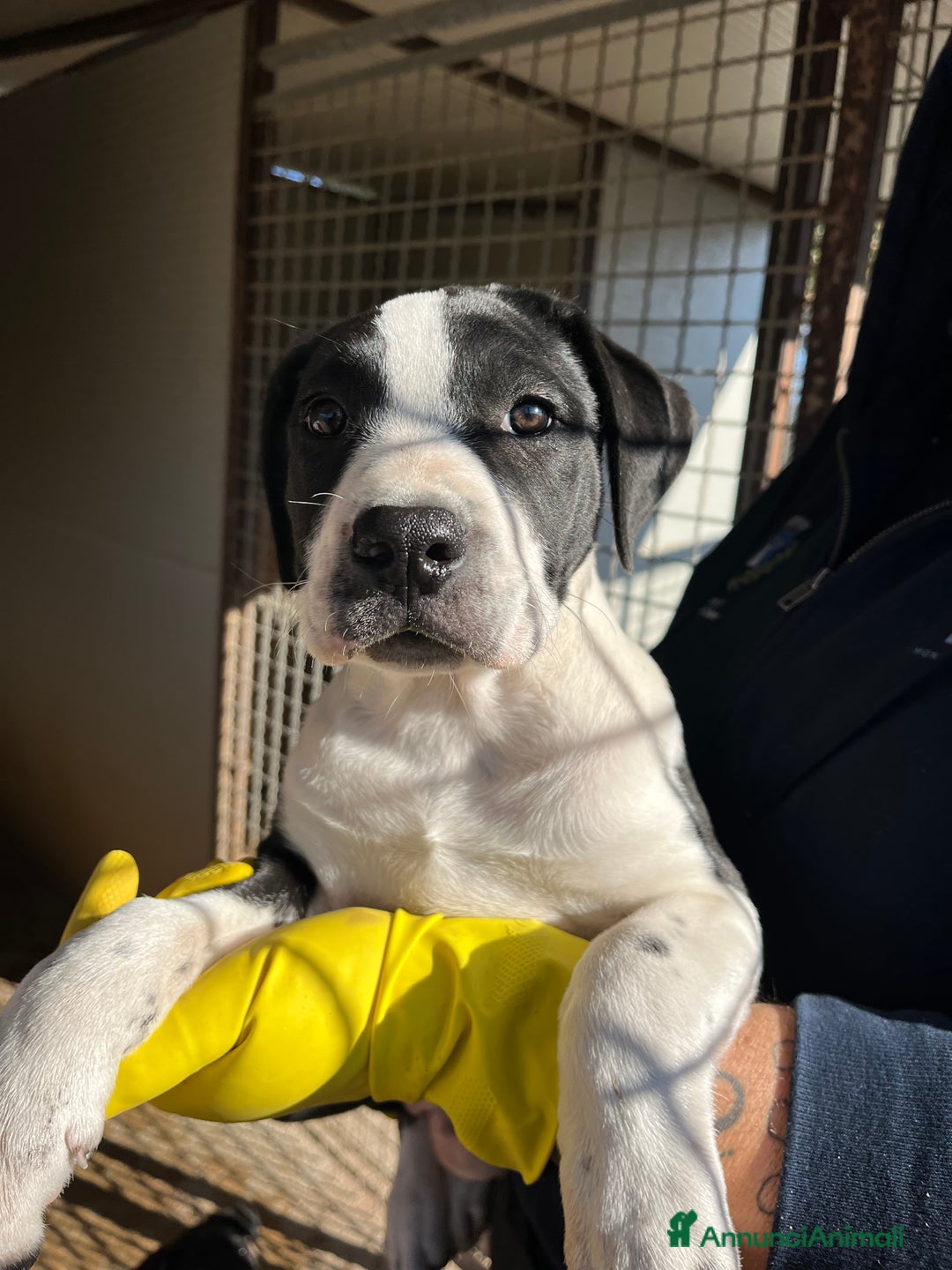 Meticcio cani in regalo: Cucciole sorelle in canile  - Annuncio 5