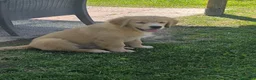 Golden Retriever cani in vendita: Golden retriever 90%linea americana pedigree ENCI  - Annuncio 6