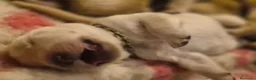 Golden Retriever cani in vendita: Allevamento professionale  cucciolata inglese - Annuncio 12