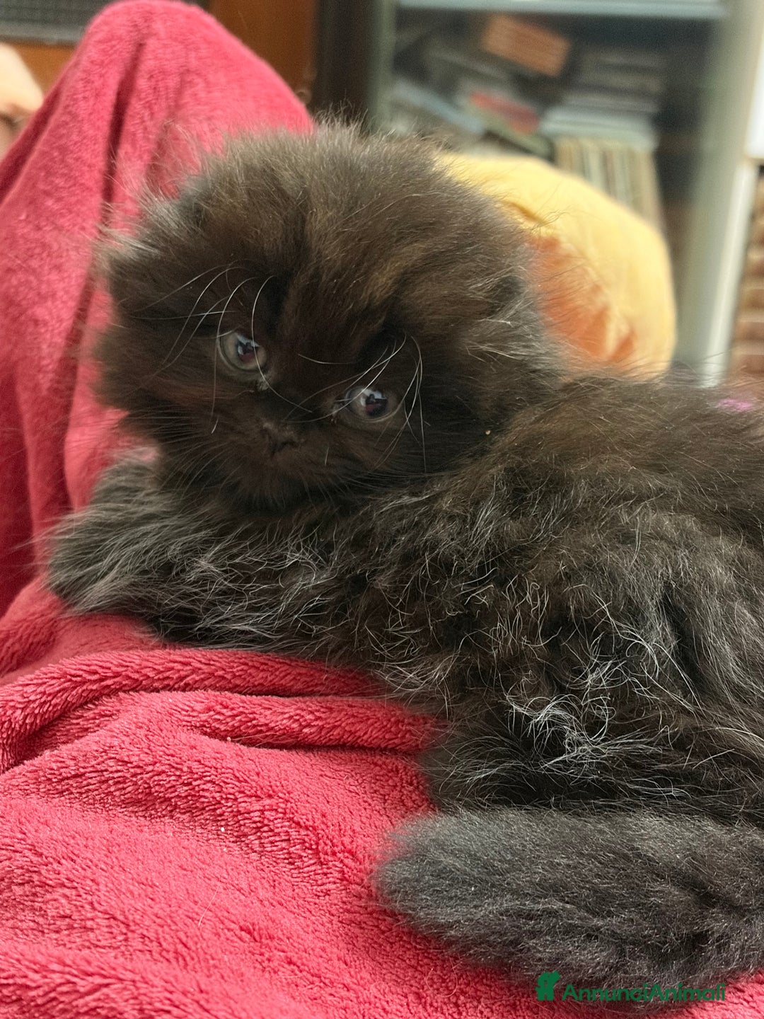 Scottish gatti in vendita: Gattini Scottish fold/straight - Annuncio 5