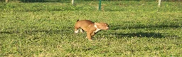 Pitbull cani in vendita: Cuccioli Pit Bull con pedigree anche a rate - Annuncio 17