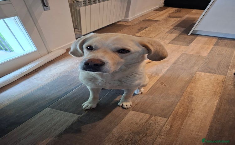 Labrador cani a Città Metropolitana di Venezia - Annuncio 1