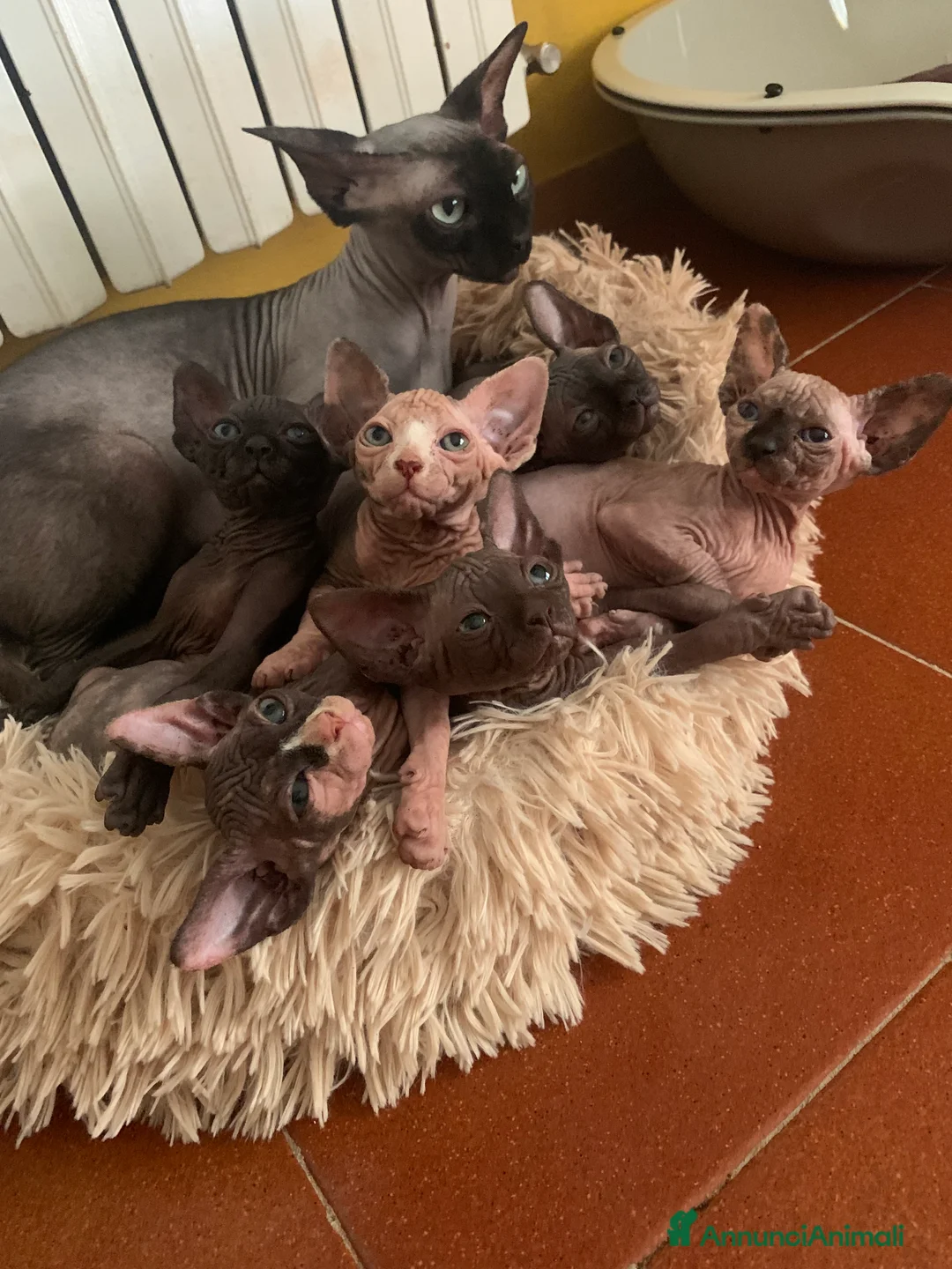 Immagine della galleria {{count}}