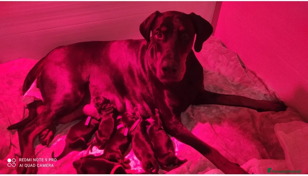 Dobermann cani in vendita: Cuccioli dobermann con pedigree  - Annuncio 4