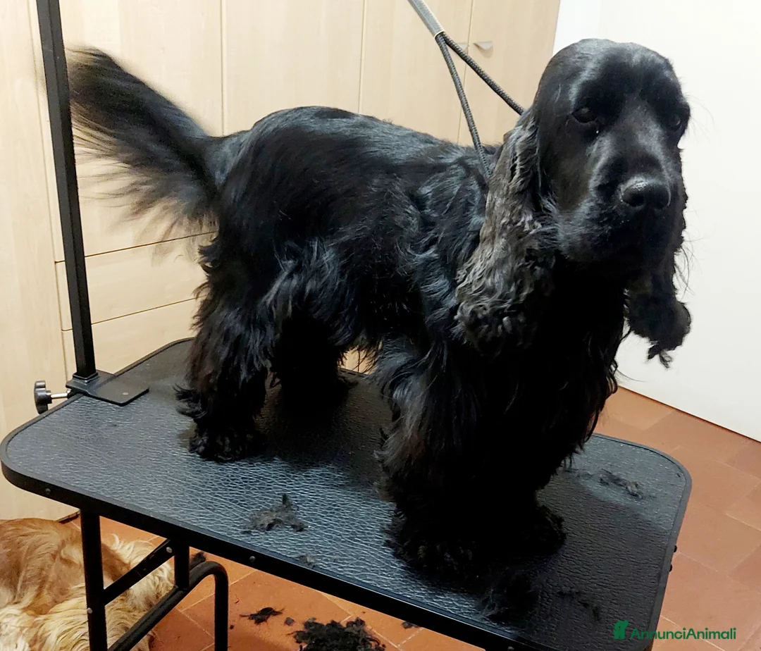 Cocker cani per accoppiamento: CERCASI FIDANZATE COCKERS SOANIEL INGLESE a Provincia di Brescia - Annuncio 1