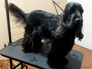 Cocker cani CERCASI FIDANZATE COCKERS SOANIEL INGLESE - Annuncio 1