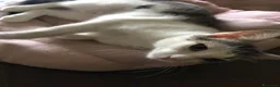 Meticcio gatti in regalo: Viola e Ciambella bellissime micine cercano casa! - Annuncio 2