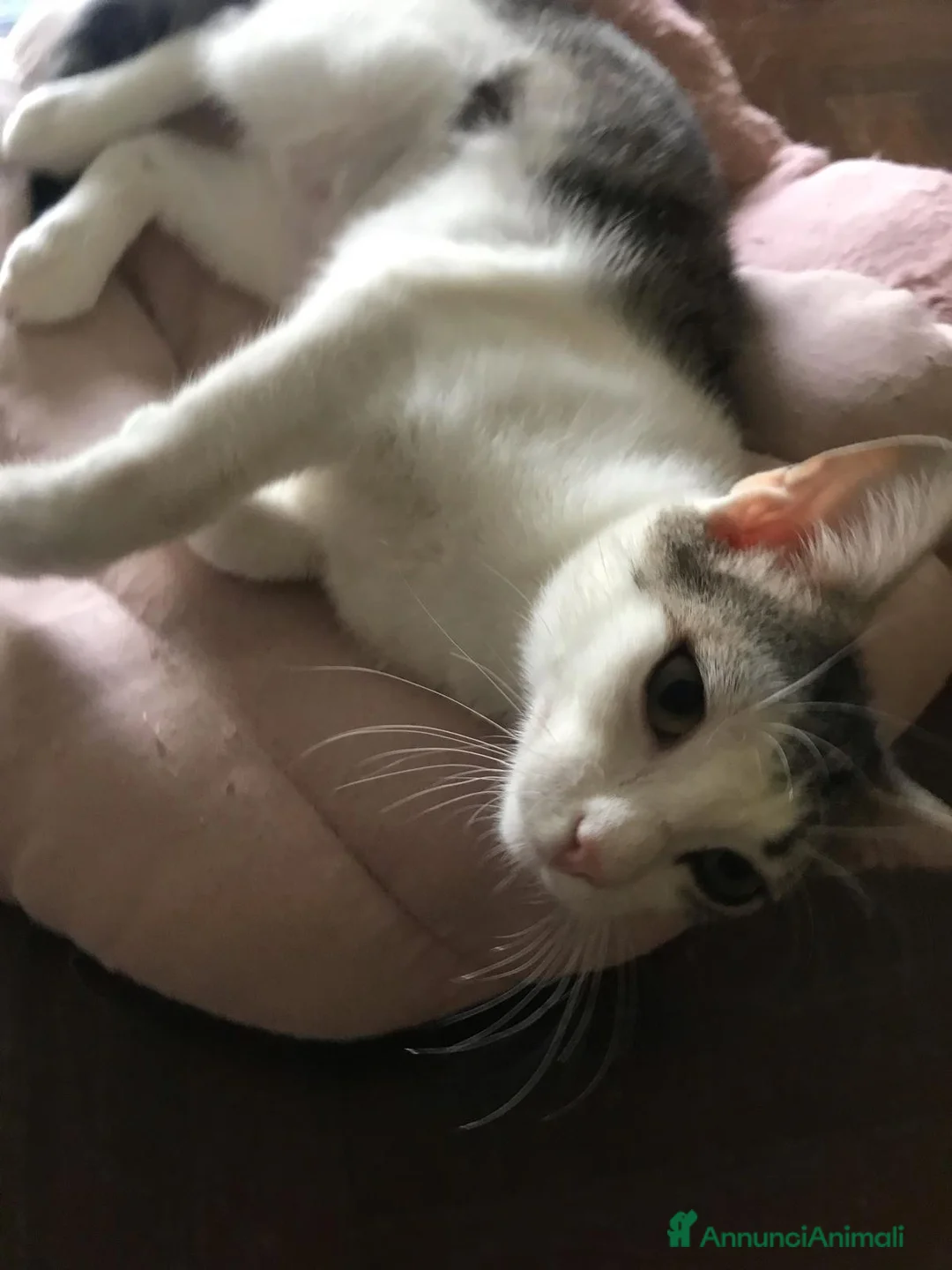 Meticcio gatti in regalo: Viola e Ciambella bellissime micine cercano casa! - Annuncio 2