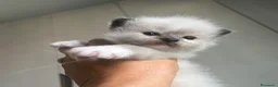 Ragdoll gatti in vendita: Straordinari cuccioli ragdoll a Provincia di Monza e della Brianza - Annuncio 9