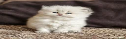 British gatti in vendita: British longhair Golden Point - Annuncio 11