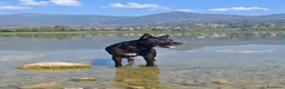 Meticcio cani in regalo: Regalo cane  a Provincia di Lecco - Annuncio 9